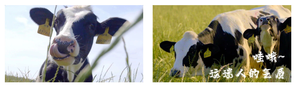 花花牛丨每天一杯奶，幸福健康喝出來！??！