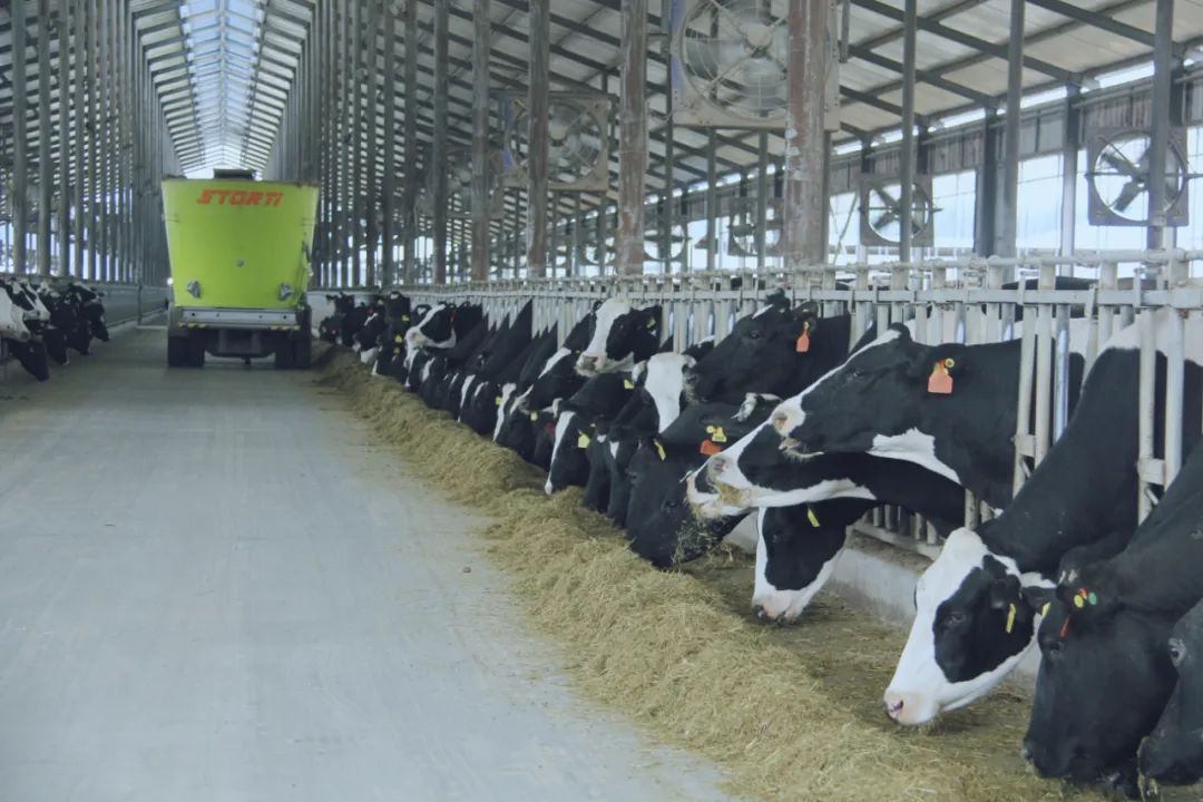 花花牛丨國家奶牛產(chǎn)業(yè)技術(shù)體系首席科學(xué)家、中國農(nóng)業(yè)大學(xué)教授李勝利一行蒞臨花花牛魯山瑞亞參觀調(diào)研