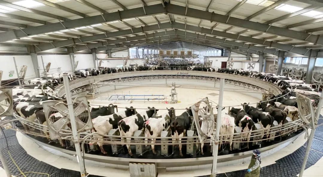 凝心聚力·贏創(chuàng)未來 | 花花牛乳業(yè)集團召開營銷、養(yǎng)殖及飼料經(jīng)營工作會議