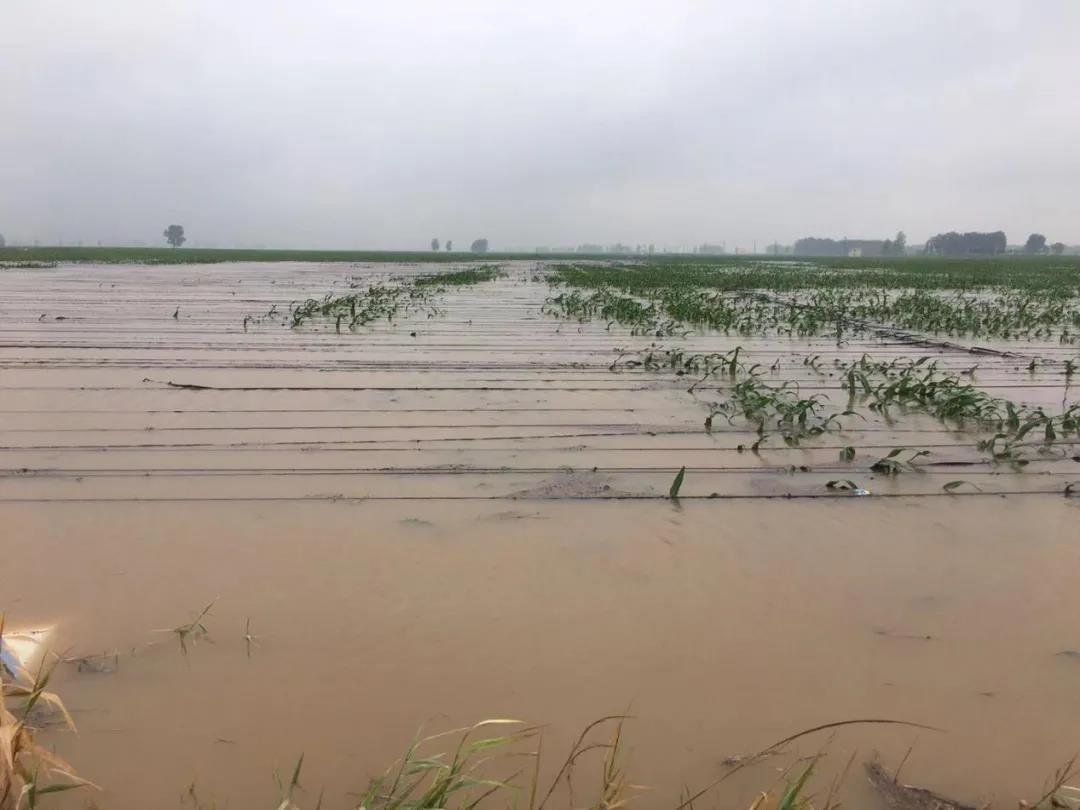 【乳報·聚焦】“豫”難而上的中原牛人“太中了”！