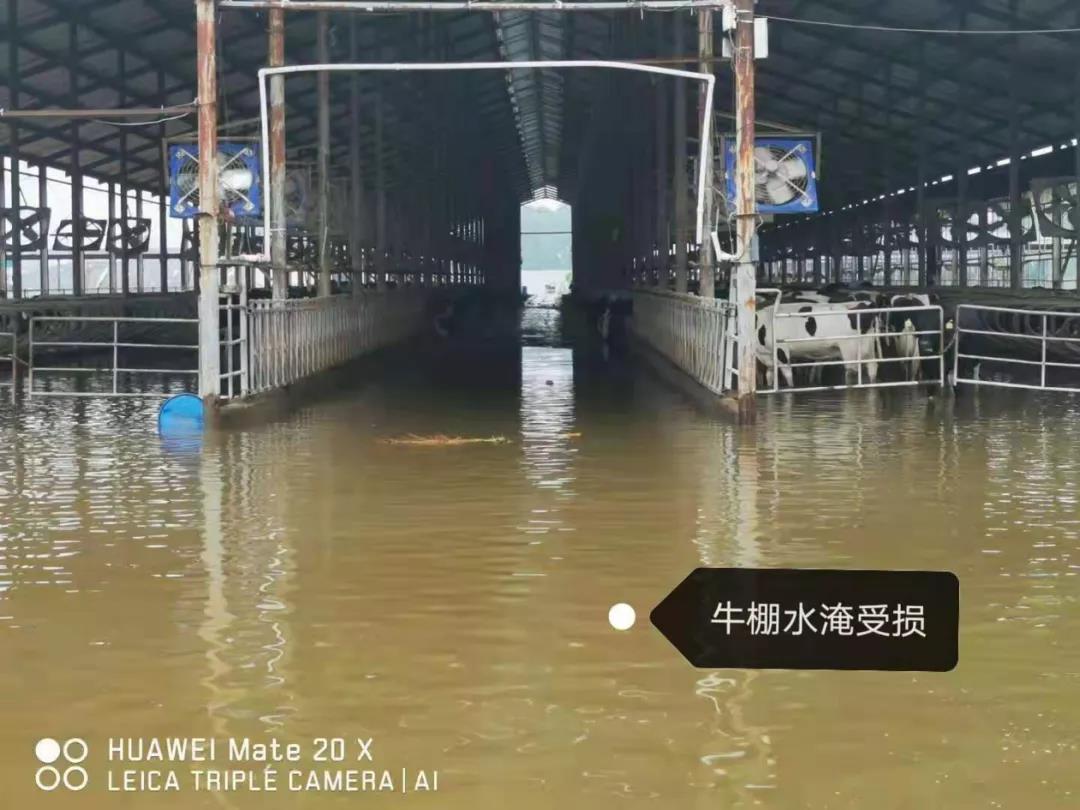 【乳報·聚焦】“豫”難而上的中原牛人“太中了”！